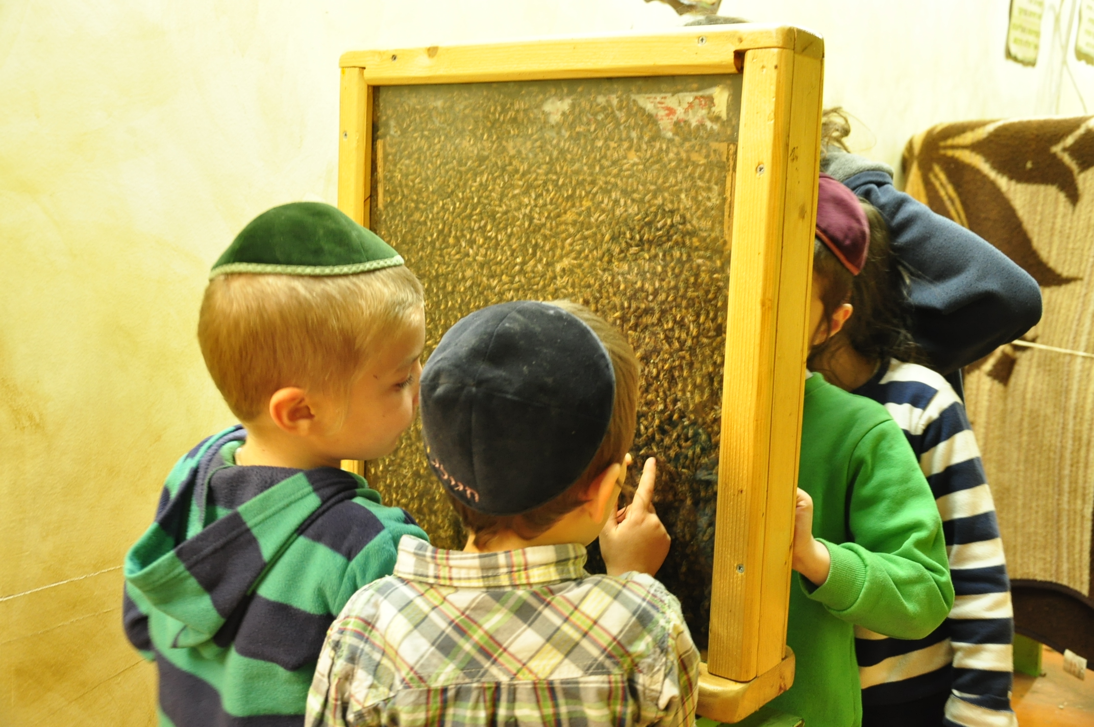 הכוורת השקופה